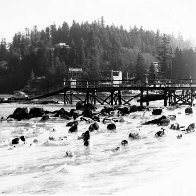 Cove Wharf - big freeze
