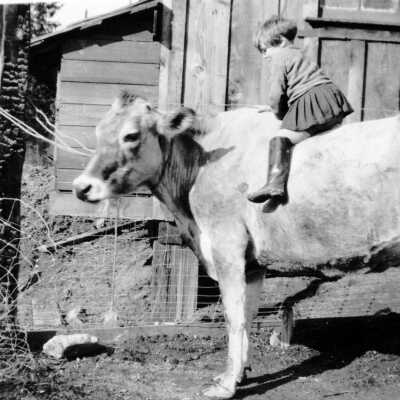 Kit Penny on cow