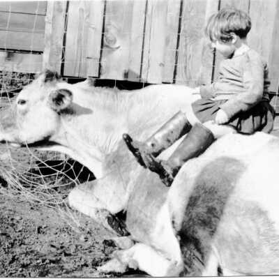Kit Penny on resting cow