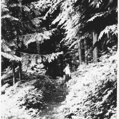 A Shady Walk