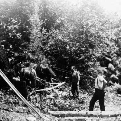 Gillis, Jack logging huge trees with horses