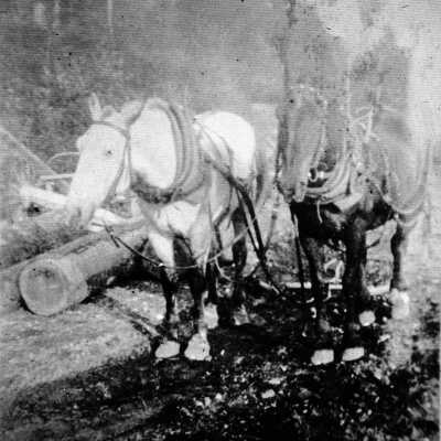 Logging with horses on Reserve