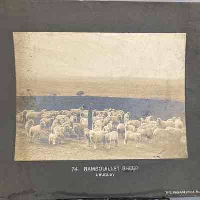 Rambouillet Sheep