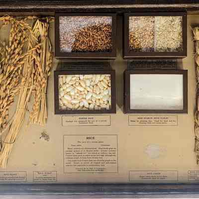 Drawer of Rice Specimen