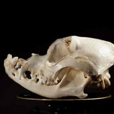 Bulldog Skull