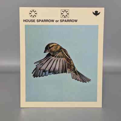 Wildlife Treasury: House Sparrow or Sparrow
