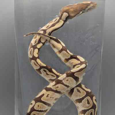 Boa constrictor 1