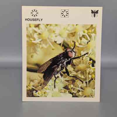 Wildlife Treasury: Housefly