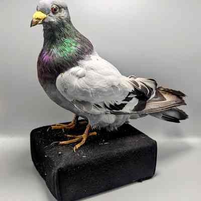 Pigeon
