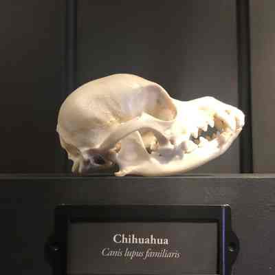 Chihuaua Dog Skull