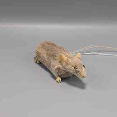 DBA Mouse from JAX 1