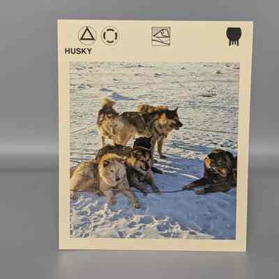 Wildlife Treasury: Husky