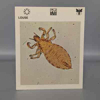 Wildlife Treasury: Louse