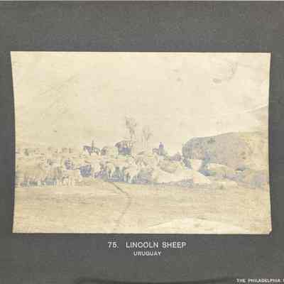 Lincoln Sheep