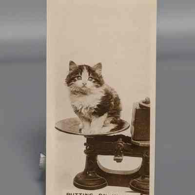 De Reszke Cigarette Cards : Putting on weight