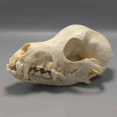 Collie Skull