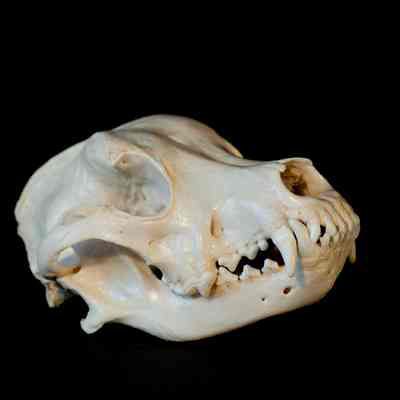 Rottweiler Dog Skull