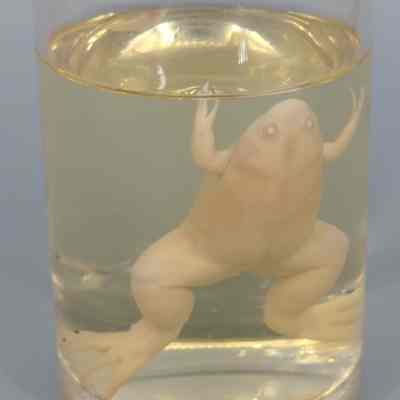 Albino African Clawed Frog