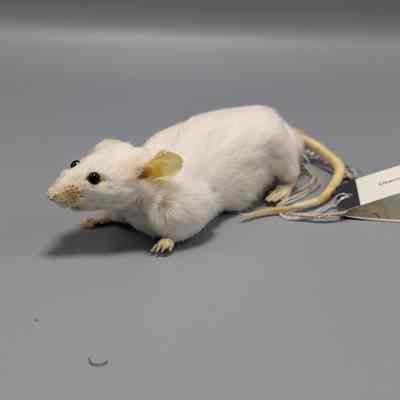BALB/cJ Mouse from JAX 2
