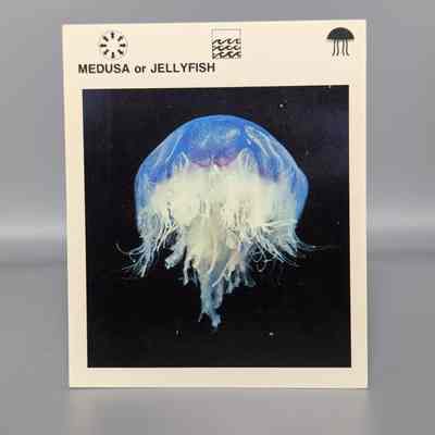 Wildlife Treasury: Medusa or Jellyfish