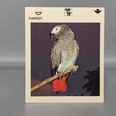 Wildlife Treasury: Parrot