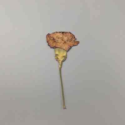 Mini-Moonshade Carnation 5