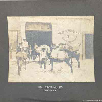 Pack Mules