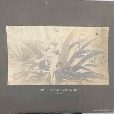 Pulque Gatherer