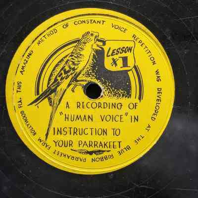 A Recording of human voice instruction to your parrakeet - lesson one