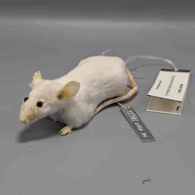BALB/cJ Mouse from JAX 1