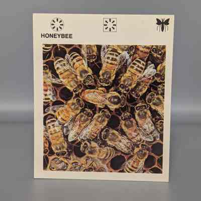 Wildlife Treasury: Honey Bee