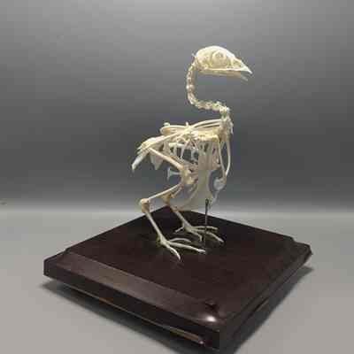 Domesticated Pigeon Skeleton