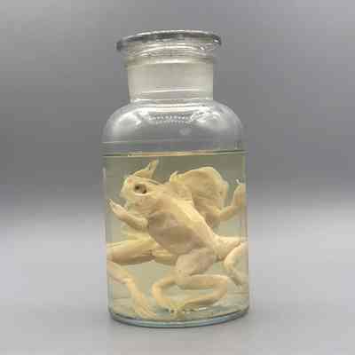 Albino Bullfrog 2