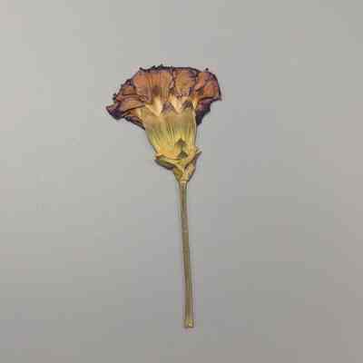 Mini-Moonshade Carnation 3