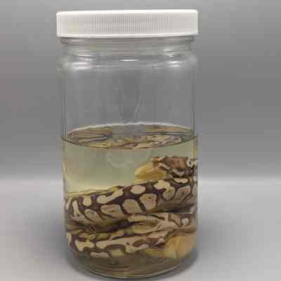 Boa constrictor 2