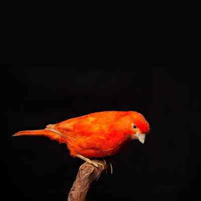 Red Canary