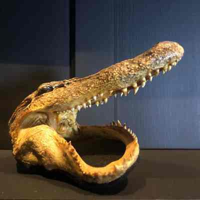 Deformed Aligator Head