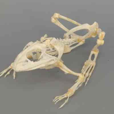 Domesticated Frog Skeleton
