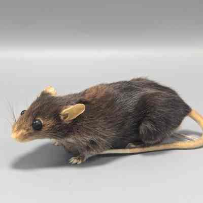 Green Fluorescent Mouse from JAX 2