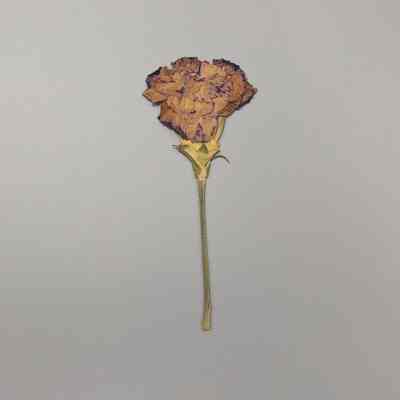 Mini-Moonshade Carnation 2
