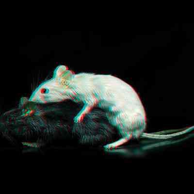 Copulating mouse (top)