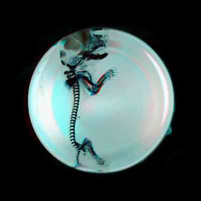 Ribless Mouse Embryo