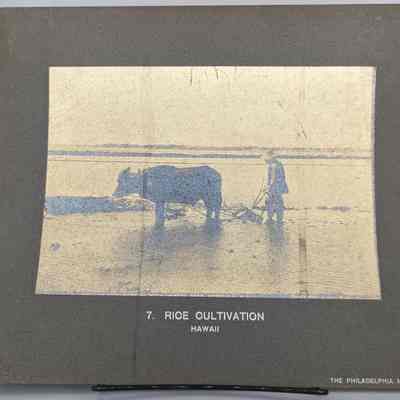 Rice Cultivation