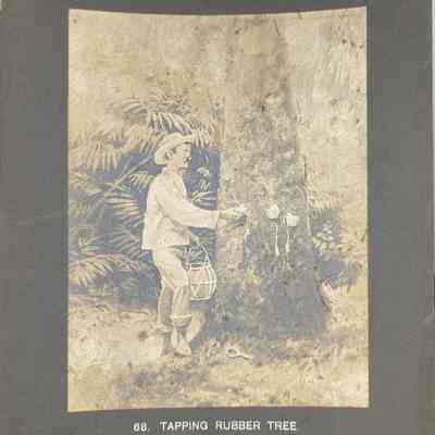 Tapping Rubber Tree