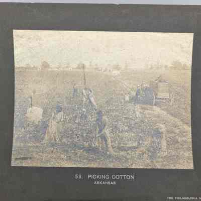 Picking Cotton