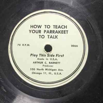 How To Teach Your Parrakeet To Talk