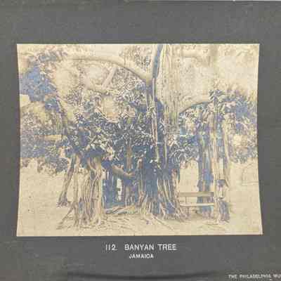 Banyan Tree