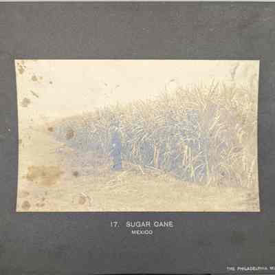 Sugar Cane
