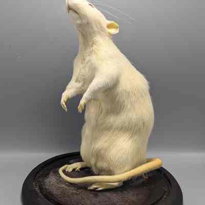 Lab Rat