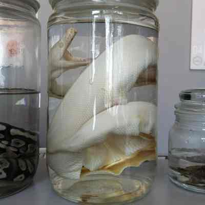Albino Ball Python